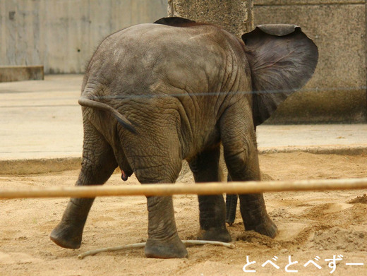 ＮＨＫで紹介されたアフリカゾウの赤ちゃん：砥愛（とあ）ちゃん