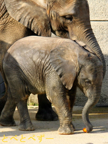とべ動物園アフリカゾウの仲良し姉妹:媛ちゃん、砥愛ちゃん