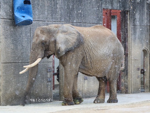 アフリカゾウ、アジアゾウ大好きブログ：やぁ！とべとべずー