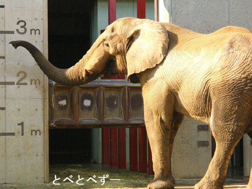 とべ動物園アフリカゾウのブログ：アフ（お父さんゾウ）