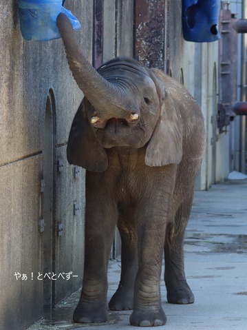 とべ動物園アフリカゾウ:アフ、リカ、媛、砥夢、砥愛