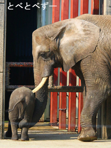 とべ動物園アフリカゾウの親子:リカ(母)、砥愛(次女)