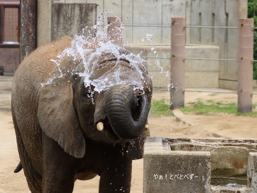 とべ動物園ブログ:やぁ!とべとべずー