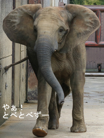 とべ動物園アフリカゾウのブログ:やぁ!とべとべずー