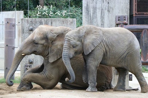 とべ動物園アフリカゾウのブログ