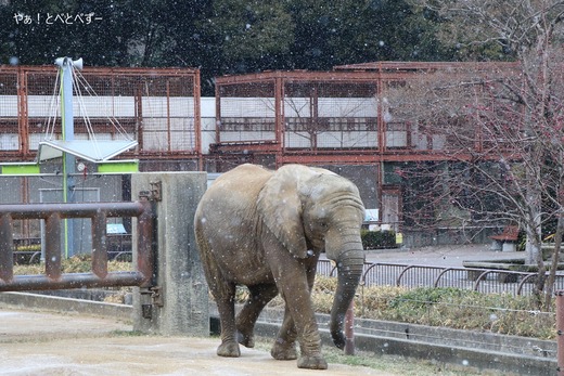 雪の中のアフリカゾウ＠愛媛県立とべ動物園