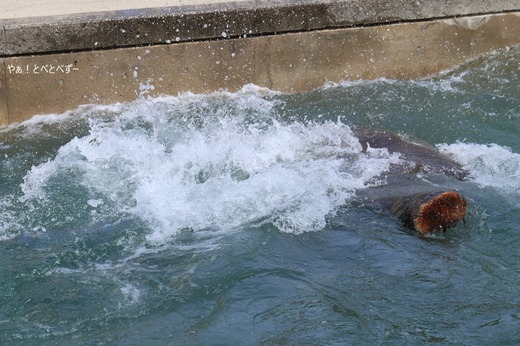 水遊びが大好きなアフリカゾウ