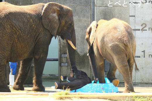 アフリカゾウの親子が見られる、とべ動物園（愛媛）
