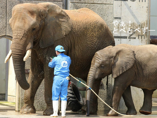 とべ動物園アフリカゾウのブログ：やぁ！とべとべずー