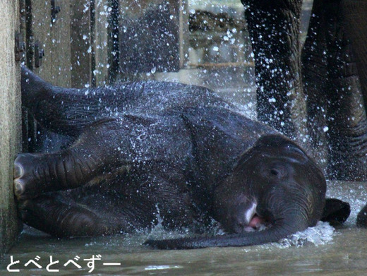 昨年生まれたアフリカゾウの子象・砥愛（とあ）