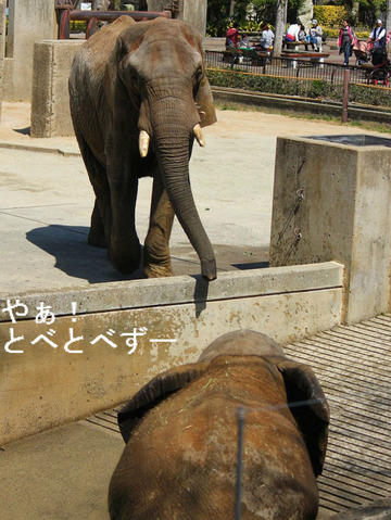 とべ動物園アフリカゾウの親子：リカ（母）、媛（姉）