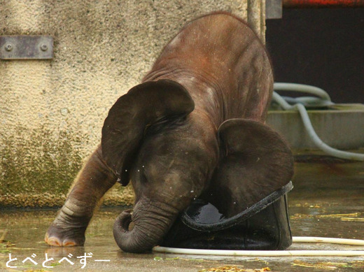 水遊びするアフリカゾウ：砥愛