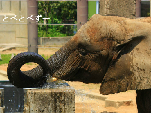 とべ動物園アフリカゾウ：媛（誕生日：2006年11月9日生まれ）