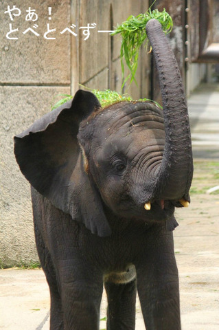 アフリカゾウの子象の砥愛ちゃんが可愛らし過ぎる