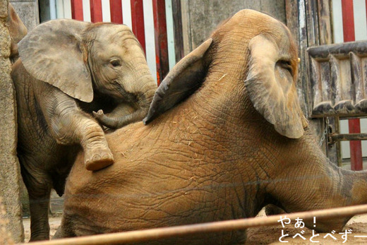 砂遊びをするアフリカゾウの姉妹