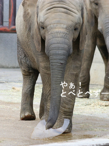 氷で遊ぶアフリカゾウの子象