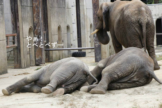 とべ動物園ブログ:媛、砥愛、ピース、柑太郎、砥々丸
