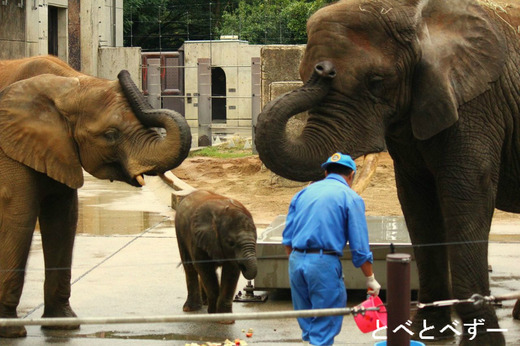 象の芸：”待て”をするアフリカゾウ（とべ動物園）