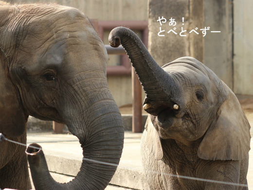 とべ動物園アフリカゾウのブログ：やぁ！とべとべずー