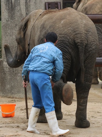 アフリカゾウの訓練の様子：愛媛県立とべ動物園