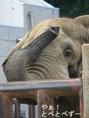 とべ動物園アフリカゾウ:アフ父さん(推定29歳、南アフリカ生まれ