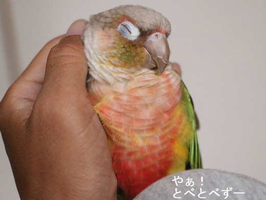 とても人懐っこい中形インコのウロコインコ