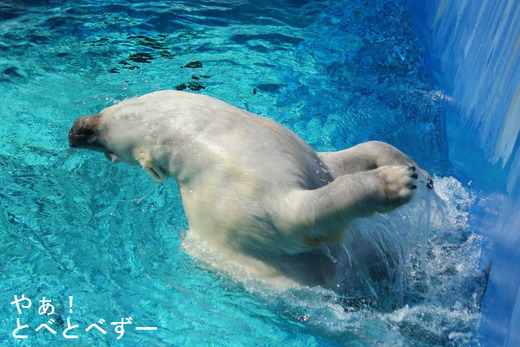 とべ動物園ホッキョクグマ:ピース(メス、15歳)