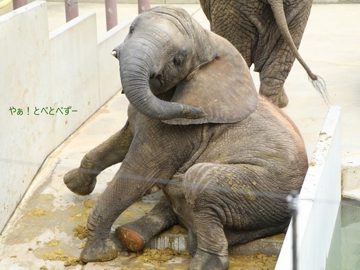 アフリカゾウ、アジアゾウ大好きブログ：やぁ！とべとべずー