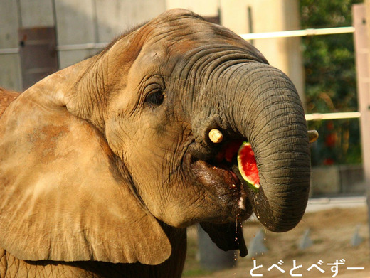 媛（ひめ）ちゃん：平成18年11月9日生まれ