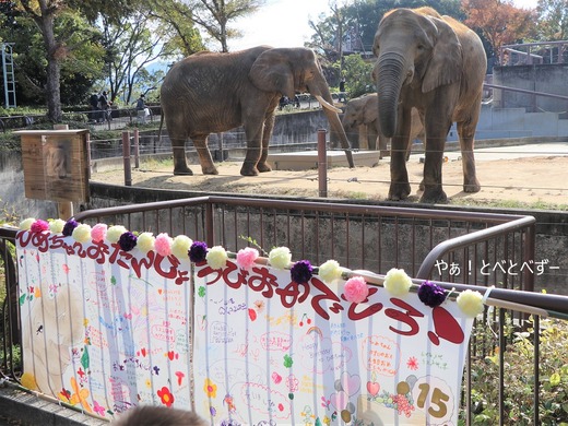 とべ動物園アフリカゾウ:媛ちゃんの15歳のお誕生会