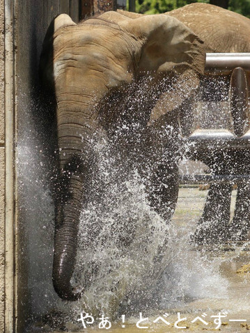 とべ動物園アフリカゾウのブログ