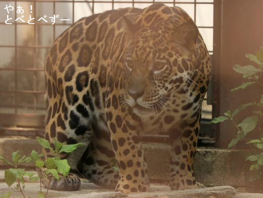 ジャガーの 「卯月　佐助（うづきさすけ）」