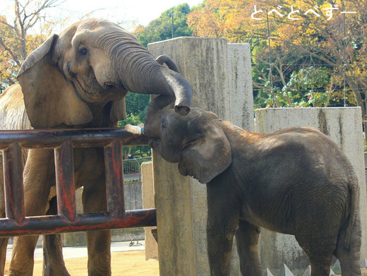 多摩動物公園に婿入りした子ゾウの砥夢（とむ）くん