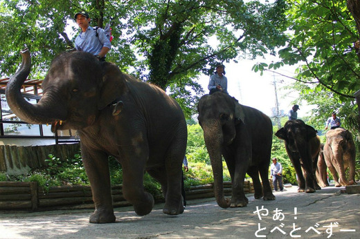 アフリカゾウ、アジアゾウ好きのブログ:やぁ!とべとべずー