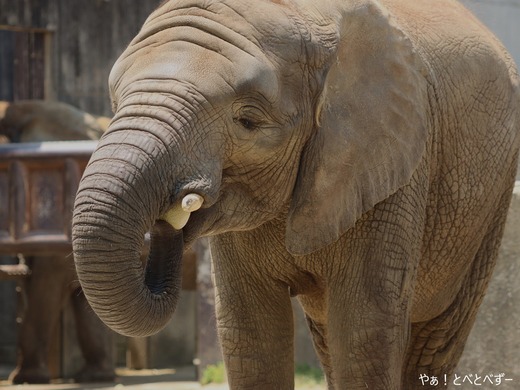 とべ動物園ブログ:やぁ!とべとべずー