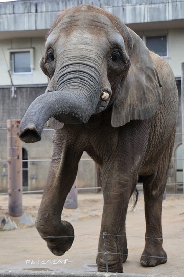 とべ動物園アフリカゾウ：媛ちゃん（メス、１８歳）