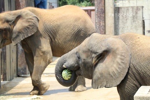 とべ動物園ブログ：砥愛、まんぷく、リュウト、ララ、イオ