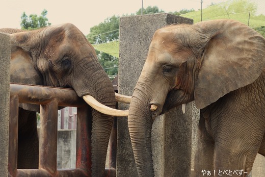 とべ動物園アフリカゾウのブログ：やぁ！とべとべずー