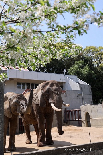 とべ動物園アフリカゾウ:アフ、リカ、媛、砥夢、砥愛