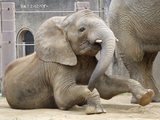 とべ動物園アフリカゾウのブログ:やぁ!とべとべずー