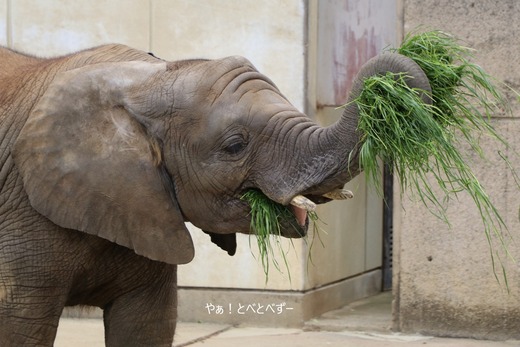 アフリカゾウの写真満載のブログ：やぁ！とべとべずー