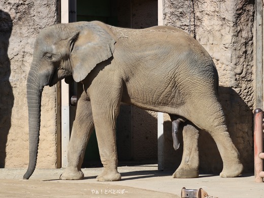 多摩動物公園アフリカゾウ：砥夢