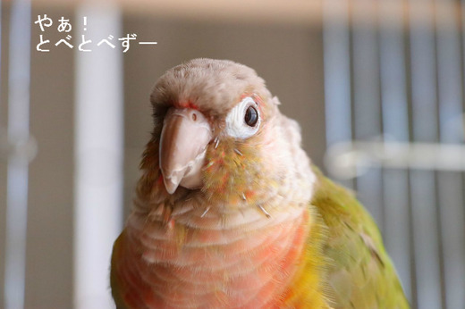 ウロコインコ（パイナップル）の『もみじ』さん