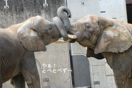 アフリカゾウ、アジアゾウ大好きブログ:やぁ!とべとべずー