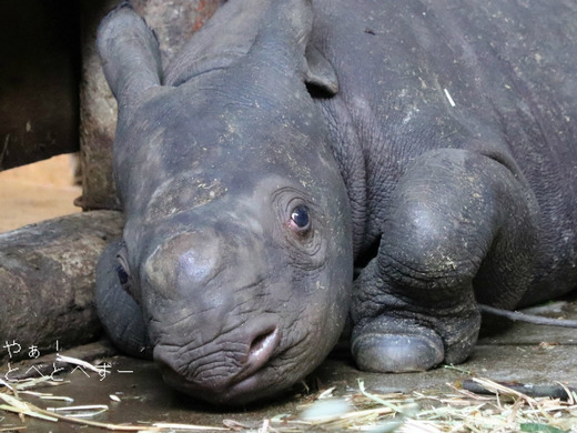 とべ動物園ブログ：やぁ！とべとべずー