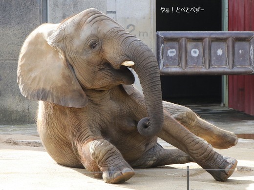 とべ動物園アフリカゾウのブログ：やぁ！とべとべずー