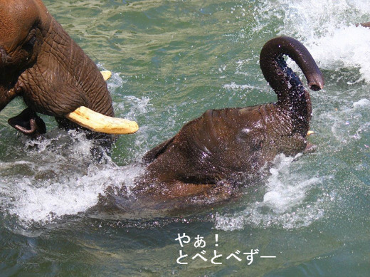 ゾウさん大好きブログ：やぁ！とべとべずー(by ケニッシュ)