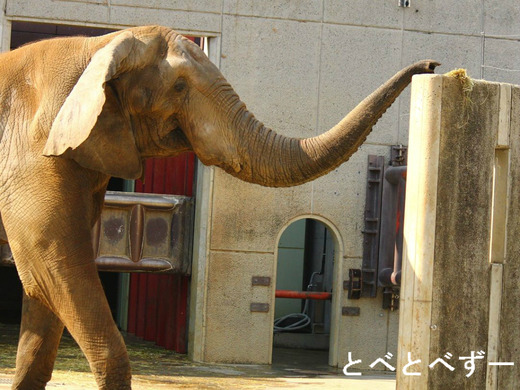 動物写真(アフリカゾウ)のブログ