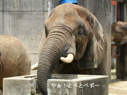 アフリカゾウの写真満載のブログ：やぁ！とべとべずー