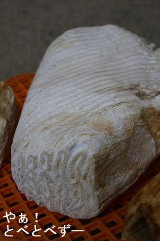 インドゾウ、ハナ子さんの歯